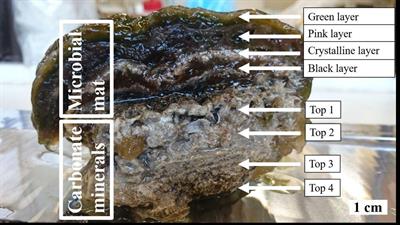 Stromatolites as Biosignatures of Atmospheric Oxygenation: Carbonate Biomineralization and UV-C Resilience in a Geitlerinema sp. - Dominated Culture